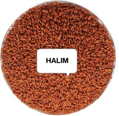 HALIM