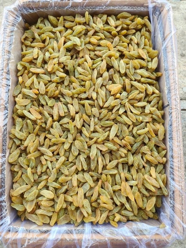 KISMIS CHANDU KANI