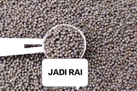 RAI JADI